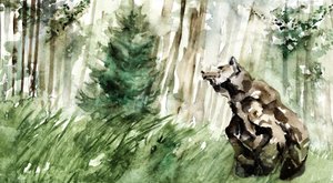 Urso da Floresta Selvagem de RodMacIver