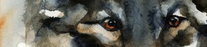 Olhos de Lobo Selvagem de RodMacIver
