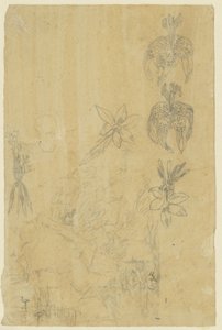 Estudos de flores e mulheres de banho de Rodolphe Bresdin