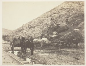 Gado e carroças, saindo de Balaclava, 1855. de Roger Fenton