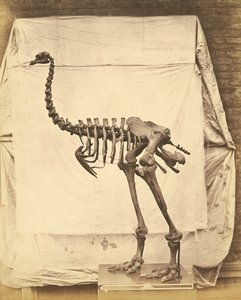 Dinossauro Dinornis Elephantopus de Roger Fenton