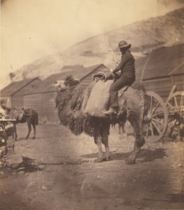 [Homem montado num camelo] de Roger Fenton