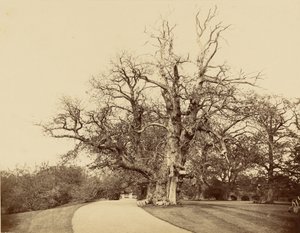 [Estudo de uma árvore e de uma entrada] de Roger Fenton
