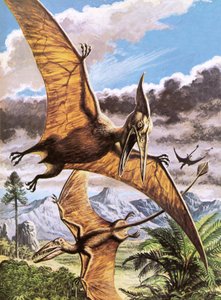Pteranodon (em cima) e Rhamphorhynchus (em baixo) de Roger Payne