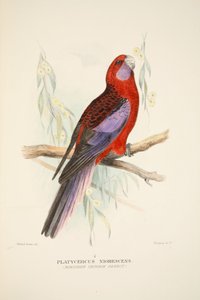 Papagaio Carmesim do Norte, pub. Gravura colorida à mão de 1916. de Roland Green