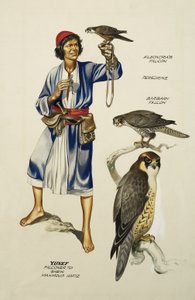 Yusef, Falconer to Sheik Mahmoud Hafiz (guache sobre papel) de Ron Embleton