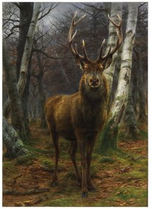 Rei da Floresta, 1878