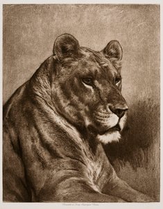 Leoa de Rosa Bonheur
