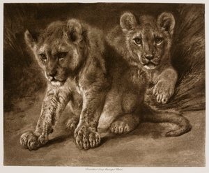 Dois filhotes de leão de Rosa Bonheur