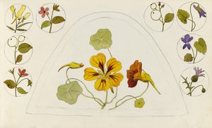 Desenhos com capuchinhas e outras flores de Rosa Brett