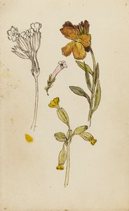 Estudo das flores, flor de parede e prímula de Rosa Brett