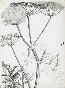 Salsa de vaca