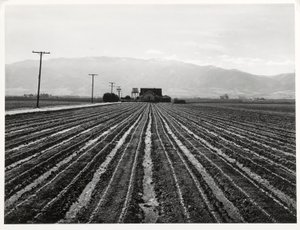 Alface jovem, Salinas, Califórnia de Russell Lee
