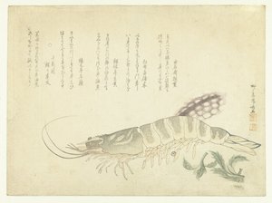 Lagostins e Chocos de Ryuryukyo Shinsai