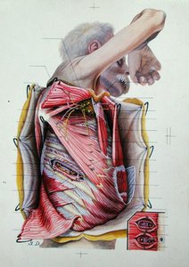 Dissecção da face lateral direita do tórax, a partir de um livro sobre anatomia (gravura colorida) de S. Dupret