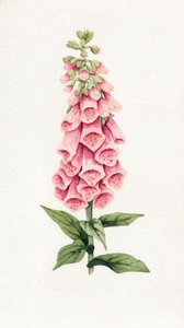 Dedalera-rosa-delicada de Salome