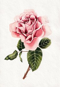 Elegante flor de rosa rosa de Salome