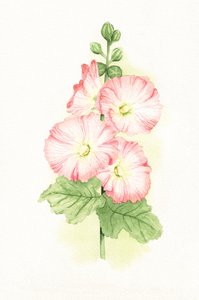 Malvas-rosa em aguarela de Salome