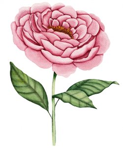 Flor de peónia rosa de Salome