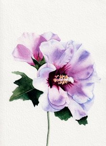 Flores de hibisco roxo de Salome