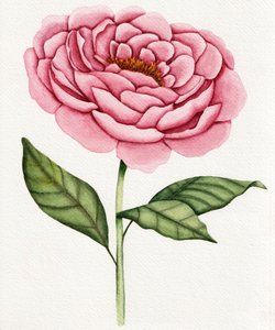 Peônia rosa em aguarela de Salome
