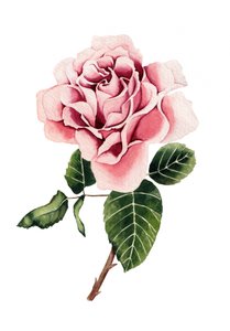 Rosa em aquarela de Salome