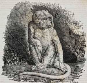 Macaco albino no Jardin des Plantes, jardim botânico de Paris, França, litografia de Salvatore Puglia de Poliorama Pittoresco, n 23, 14 de Janeiro