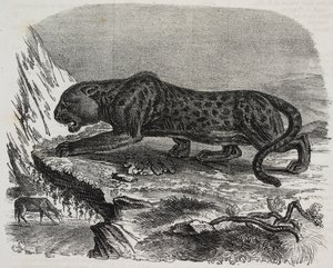Pantera Negra no Jardin des Plantes, jardim botânico de Paris, França, litografia de Salvatore Puglia de Poliorama Pittoresco, n 26, 4 de Fevereiro