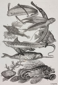 Criaturas oceânicas: 1 Dattiloftera, 2 Syngnathus, 3 Pegasus, 4 Trachypterus, 5 Chaetodon, 6 Rabbit fish, 7 Unicorn (narwhal), 8 Flying Pteroids, 9 Attinia