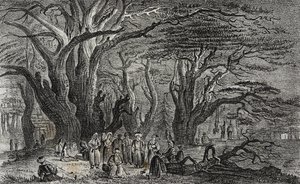 Velhos cedros do Líbano em Tyre, Líbano, litografia de Salvatore Puglia de Poliorama Pittoresco, n 25, 28 de Janeiro de Salvatore Puglia