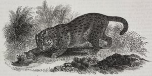 Sumatran cat, litografia de Salvatore Puglia de Poliorama Pittoresco, n 47, 1 de Julho