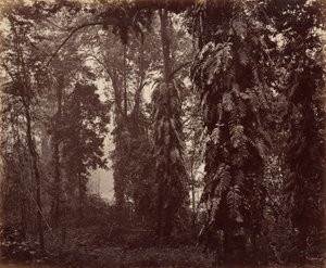 Darjeeling, Índia de Samuel Bourne