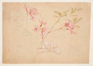 Azaléias de Samuel Colman