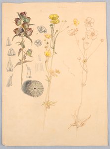 Buttercups, Mt. Deserto de Samuel Colman