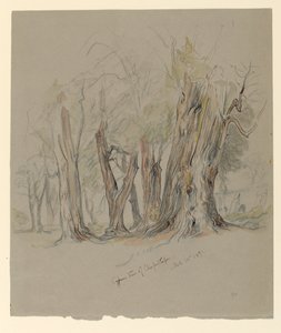 Ciprestes de Chapultepec, México de Samuel Colman