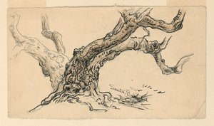 Desenho, Esboços. Plátanos, Santa Bárbara, Califórnia, ca. 1888 de Samuel Colman