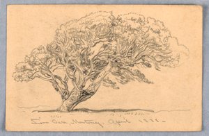 Desenho, Estudos. Árvores, Santa Bárbara, Califórnia, 1888 de Samuel Colman