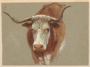 Cabeça de vaca ou boi de Samuel Colman