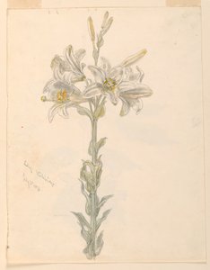 Lily, Stockbridge de Samuel Colman