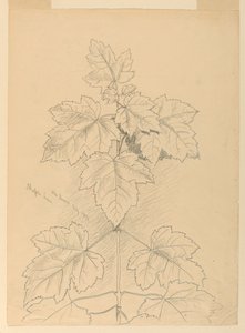 Maple Leaves, Mt. Desert de Samuel Colman