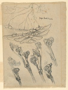 Maple Seed Vessels de Samuel Colman