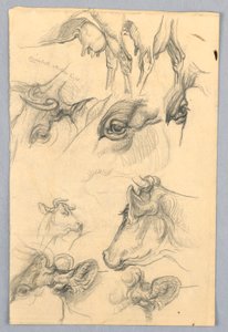Estudos de vacas de Samuel Colman