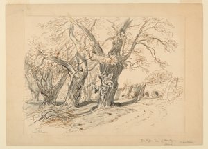 Estudo para os Ciprestes de Montezuma, Parque de Chapultepec, México de Samuel Colman