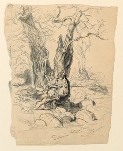 Estudo de Sicômoro de Samuel Colman