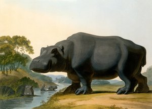 O hipopótamo, 1804