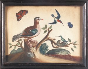 Pomba de asa verde, com colibris de garganta vermelha, borboleta-pavão e borboleta ultramarina de Samuel Dixon