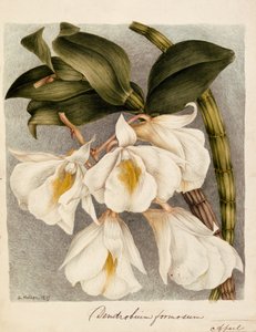 Cymbidium c.1839 considerável (aguarela) de Samuel Holden