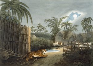 Um tigre rondando uma aldeia (gado de terror), de "Oriental Field Sports" de Thomas Williamson, 1808