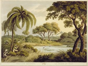 Peacock Shooting, da Oriental Field Sports, pub. por Edward Orme, 1807 (impressão)