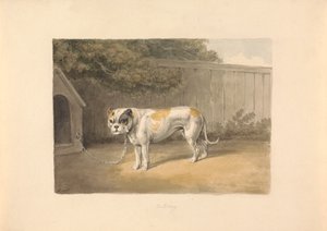 Um Bulldog de Samuel Howitt